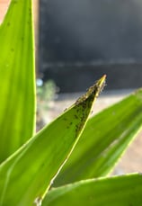 Ants eating a plant in Africa