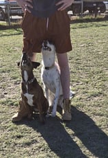 two dogs sitting at attention between trainers legs