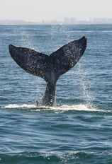a whale tail fluffle whale tail fluffle tail fin fin fin fin