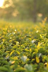 Tea gardens of Assam