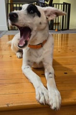 Cute image of a white dog with black spots laying at attention mid yawn