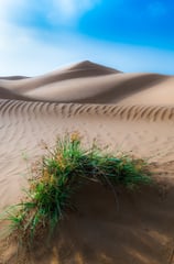 a small plant growing out of a sand dune dune dune dune dune . arbab naimat kasi, balochistan Nushki