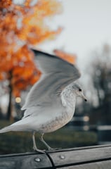a bird with its wings open and a bird sitting on a bench
