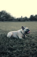 Dog photography, Montreal, photographer, Lotfi Belaidi, animal photographer