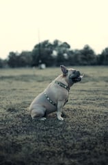 Dog photography, Montreal, photographer, Lotfi Belaidi, animal photographer