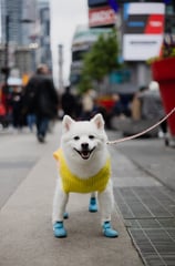 a white dog wearing blue boots and a yellow sweater