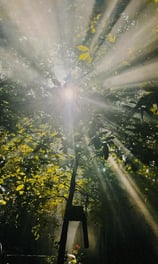 Morning sunlight streaming through the forest trees at Saigon Garden Homestay.