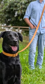a man with a dog on a leash