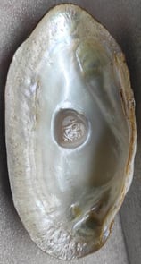 "Approx 11mm white cultured pearl featuring a divine face-using nucleus implantation-for foreign trade"