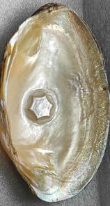 "Approx 10mm glossy white flower-shaped designer cultured pearl-using nucleus implantation-for export compliance"
