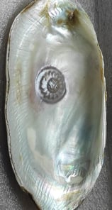 "Approx 11mm white sun-shaped designer cultured pearl–with nucleus implantation-For international dispatch"