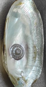 "Side view of 11mm white cultured pearl with radiant sun design–using nucleus technique-For global distribution"