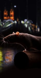 Rat, Rats, Souri, Souris, dératisation