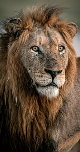 An aging lion spotted in Kruger National Park