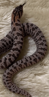 Colorful Sable Hognose