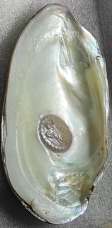 "White 11mm divine motif cultured pearl–handcrafted nucleus implantation-Suitable for export"