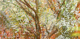 Digital collage - Little Oak layered