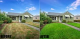 lawn-replacement