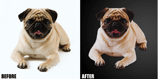 animal-creative-editing