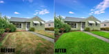 lawn-replacement