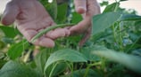 reportage, haricots verts, mains, vidéo