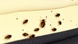 bedbugs crawling all over a mattress