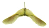 fruit sec indéhiscent -samare - érable
