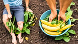 a man and woman holding bananas in a garden