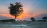 a lone elephant standing in the middle of a desert . arbab naimat kasi balochistan