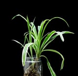 A spider plant inside of a glass jar