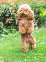 Poodle
