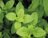 Plante Menthe poivrée - Mentha piperita