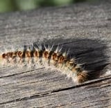 la chenille processionnaire
