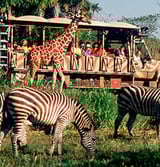 Animal Kingdom