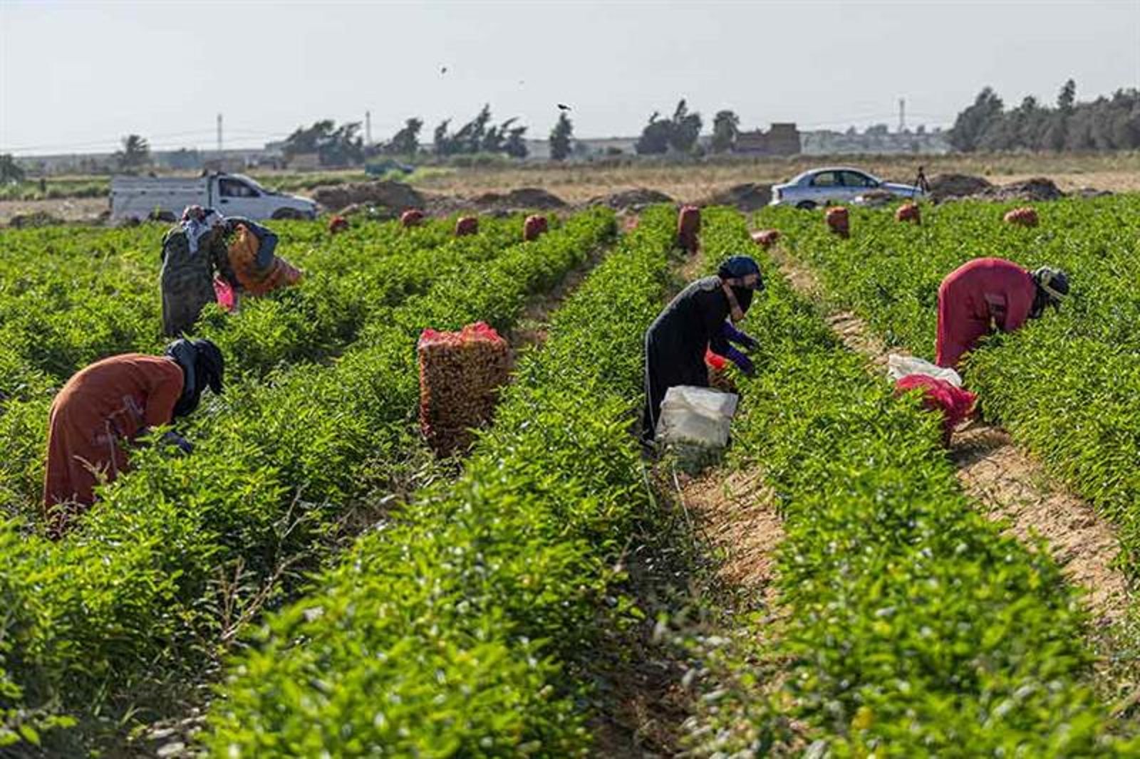 Agriculture In Egypt