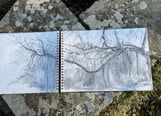 A3 Dixter Diary sketchbook; The Ancient Mulberry