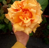 Martina holding a large yellow rose in Lisbon, Portugal.