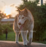 a dog is walking on a concrete wall