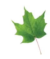 Feuille - palmitinerve