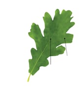 Feuille - penninerve