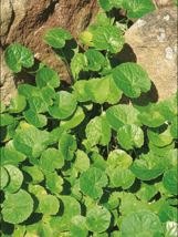 Plante Gotu Kola - Centella asiatica 