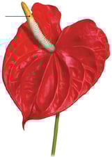 Plante à fleur – Spadice de l’anthurium 