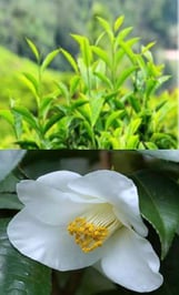 Camellia sinensis - Thé vert