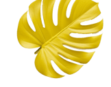 a yellow leafy plant with black and white stripes