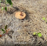 Jardin potager en butte (permaculture)