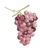 Vigne - vrille