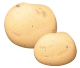 légume tubercule - pomme de terre