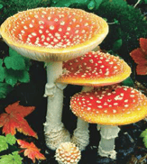 Champignon - Basidiomycète