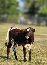 Miniature longhorn bull calf