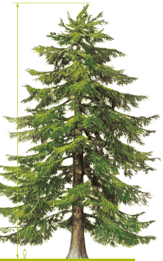 Conifère - Cèdre de l'Himalaya - Cedrus deodara